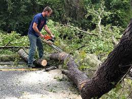 Best Tree Health Inspection  in Addison, IL