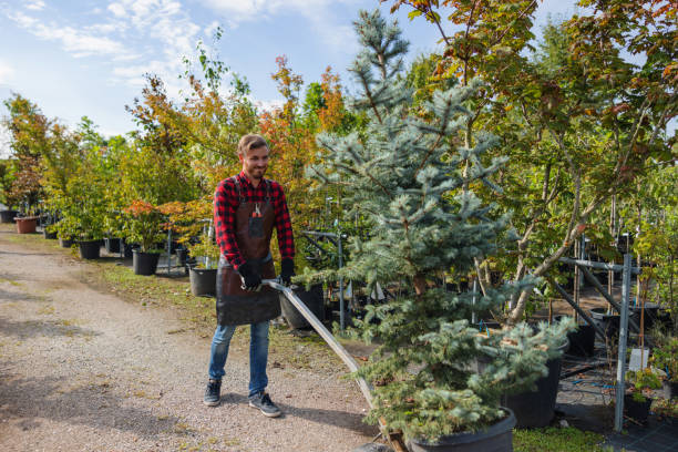 Best Firewood Processing and Delivery  in Addison, IL
